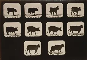 Cow, irregular