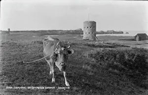 Guernsey Prints: Cow on L'Ancresse Common