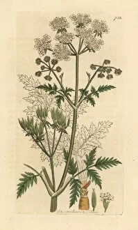 Anthriscus Gallery: Cow parsley, Anthriscus sylvestris