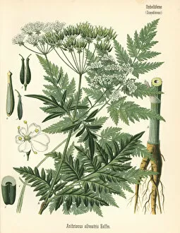 Anthriscus Gallery: Cow parsley or wild chervil, Anthriscus sylvestris