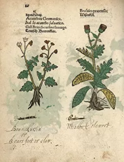 Cow parsnip, Heracleum sphondylium, and creeping