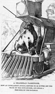 Railroad Gallery: Cow riding on a train