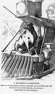 Cows Gallery: Cow riding on a train