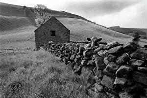 Agricultural Collection: Cow over stone wall, Yorkshire