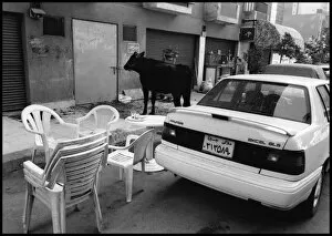 Egypt Gallery: Cow in the street - Cairo suburb, Egypt