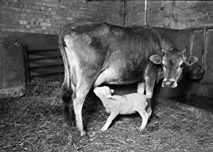 Images Dated 20th August 2015: Cow suckling lamb
