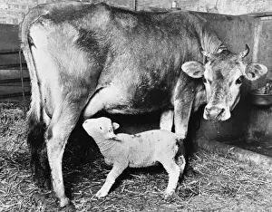 Cow Suckling Lamb