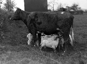 Images Dated 17th June 2011: Cow Suckling Lambs