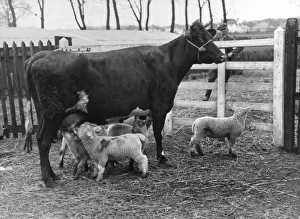 Images Dated 31st March 2011: Cow Suckling Lambs