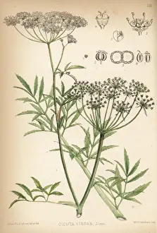 Toxin Prints: Cowbane or northern water hemlock, Cicuta virosa