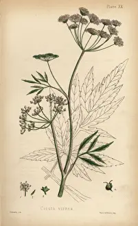 Cowbane or water hemlock, Cicuta virosa