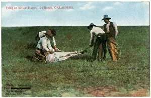 Cowboys tying an outlaw horse, 101 Ranch, Oklahoma, USA