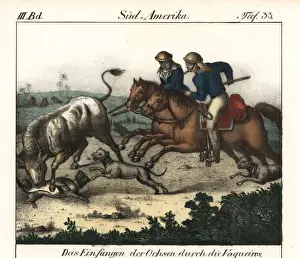 Cowboys Prints: Cowboys (Vaquieros) of Brazil herding cattle