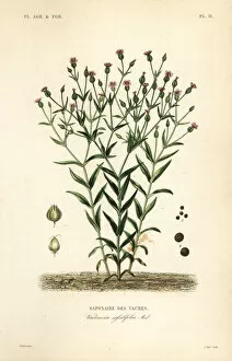 Alphonse Leon Gallery: Cowherb, Vaccaria hispanica, Vaccaria sessilifolia