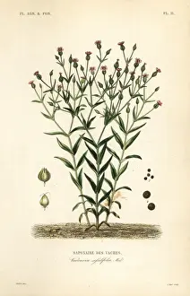 Alphonse Leon Prints: Cowherb, Vaccaria hispanica, Vaccaria sessilifolia
