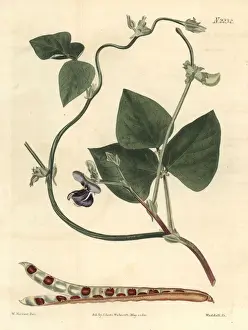 Curtis Prints: Cowpea, Vigna unguiculata