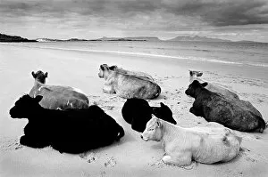 Images Dated 5th March 2019: Cows on beach, Scotland