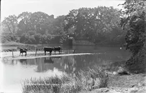 Livestock Prints: Cows by the Creek