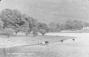 Cows Prints: Cows by Derwentwater