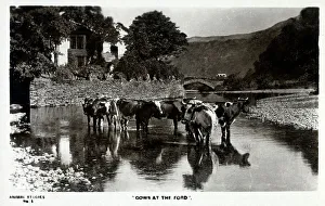Cows at the Ford