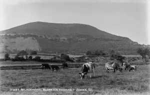 Cows Prints: Cows Grazing at Blorenge Mountain