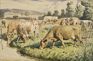 Cows grazing near a stream
