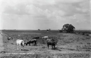 Cows Prints: Cows Grazing in Pevensey Marshes