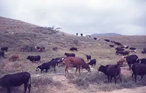 Cows Prints: Cows grazing in Salalah Oman