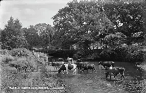Merthyr Prints: Cows at Merthyr Mayr, Bridgend