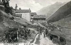 Cows on the mountain - Swiss Alpine Valley, Switzerland