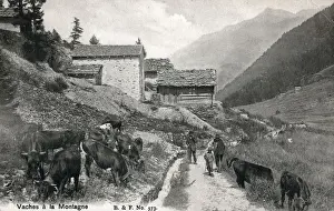 Slopes Prints: Cows on the mountain - Swiss Alpine Valley, Switzerland