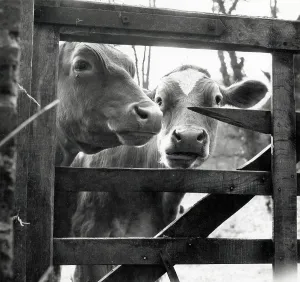 Cows Prints: Cows peering through a gap in a gate