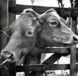 Cows Prints: Cows peering through a gap in a gate