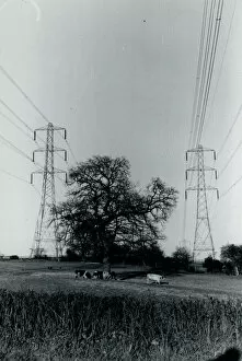 Cows Gallery: Cows and Pylons, York Area, Yorkshire