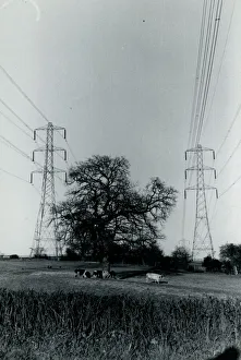 Cows Gallery: Cows and Pylons, York Area, Yorkshire