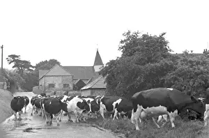 Cows return from milking, Jevington, East Sussex