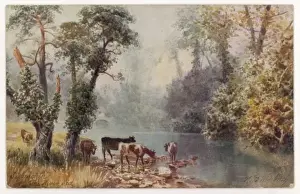 Cows & River Sid