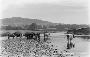 Cows Prints: Cows by the River Usk