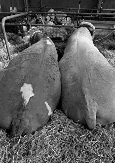 Two cows at Royal Show, Warwickshire, England