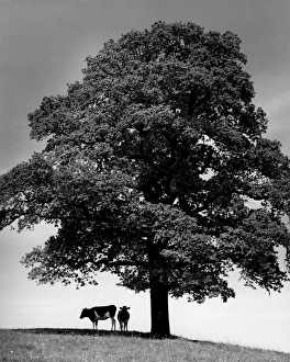 Images Dated 31st August 2016: Cows shading from the sunshine near Chigwell, Esses