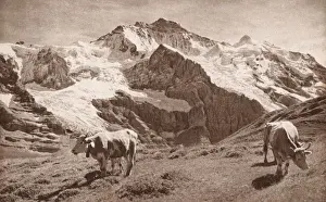 Cows on the slopes of the Jungfrau, in the Swiss Alps
