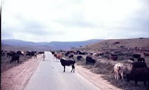 Images Dated 19th July 2016: Cows standing on the road in Salalah Oman