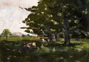 Images Dated 31st August 2010: Cows under Trees
