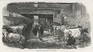 Friern Prints: COWSHED, 1853