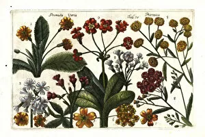 Achillea Collection: Cowslip and pellitory