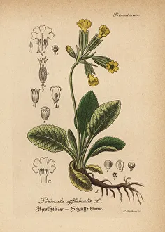 Primula Gallery: Cowslip, Primula veris