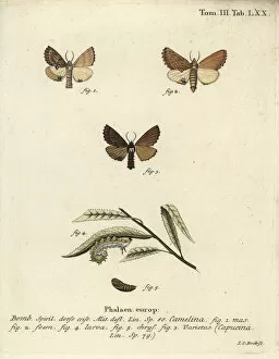 Schmetterlinge Collection: Coxcomb prominent, Ptilodon capucinus