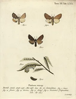 Pupa Collection: Coxcomb prominent, Ptilodon capucinus