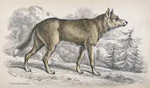 Coyote, American jackal or prairie wolf (Canis latrans)