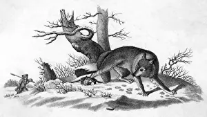 Prairie Prints: Coyote Caught
